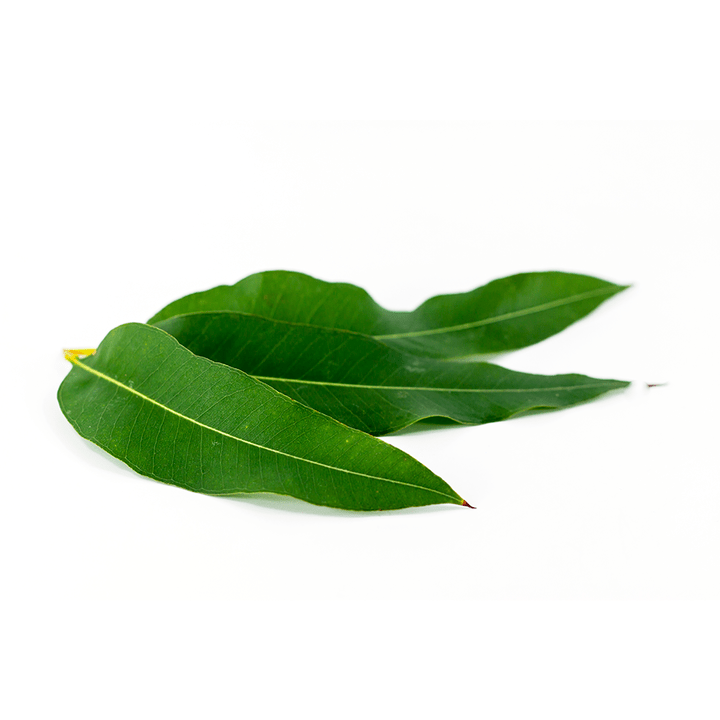 Eucalyptus globulus jako součást Artovitel